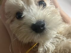 -翊宠yipet猫狗购宠庄园犬舍•猫舍