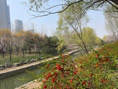 -大望京公园