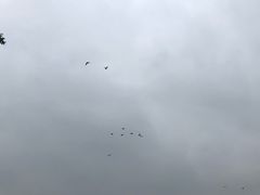 -大湾区中央湿地公园
