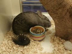 -龙猫仔乐园(惠福东路店)