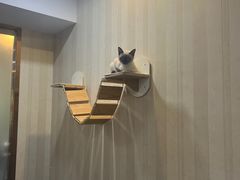 -宠爱国际动物医院·消化内科·心肾内科·ISFM猫友好(望京店)