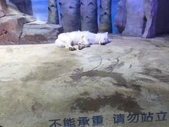 -芜湖新华联大白鲸海洋公园