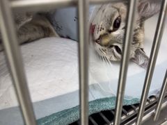 -中农国际动物医院24小时·猫科·骨科·急重症中心