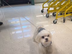 -帕帕拉兹宠物(亚洲旗舰店)