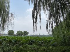 -济南大明湖景区