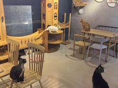 -豆逗聊愈猫阁Easy Life