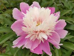 -石家庄市植物园