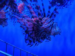 -太平洋海底世界