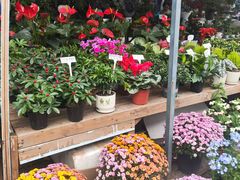 -三圣花乡旅游区