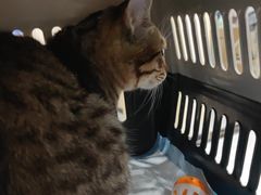 -安安宠医宠物医院·异宠·犬猫内科(岳阳分院)