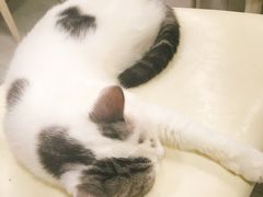 -喵的天空名猫咖啡馆·撸猫·猫舍·用品