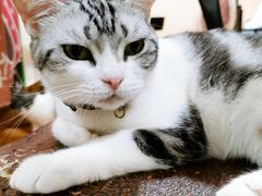 -李小姐の猫咖啡馆(五角场店)