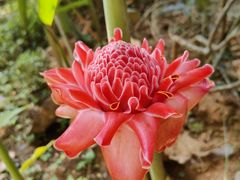 -中国科学院西双版纳热带植物园