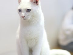 -Heymao猫咖.咖啡厅(东门店)