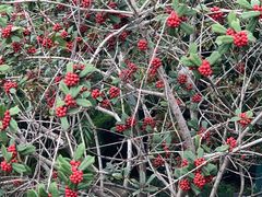 -武汉紫薇都市田园