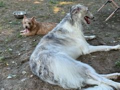 -爪吧宠物乐园 (温榆河示范区店)