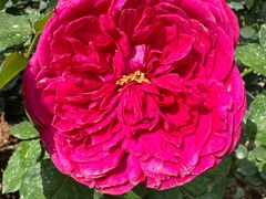 -克茗冰室(宝安大仟里店)