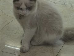-鸿漾科技·手机维修·回收换新(上海旗舰店)
