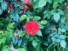 -呼吸森林·生态农庄农家乐私房菜