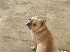 -帕帕拉兹宠物(亚洲旗舰店)