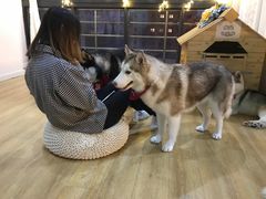 -Husky Go! 哈士奇体验馆·宠物咖啡厅狗咖