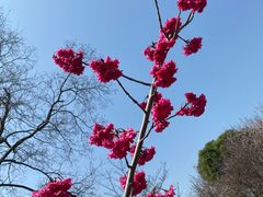 -顾村公园