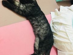 -联合动物医院(光谷诊疗中心)