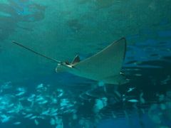 -北戴河圣蓝海洋公园