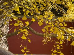 -大觉寺-停车场