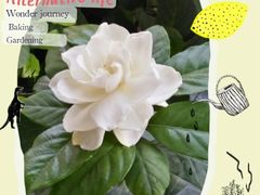 -平吉花卉市场