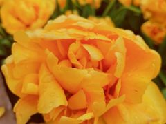 -洛阳郁金香牡丹园