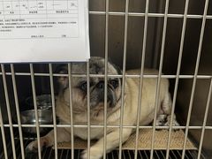 -艾贝尔宠物医院 ·中兽医·宠保定点(北门桥店)