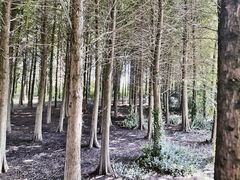 -溱湖国家湿地公园