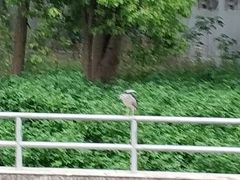 -嘉定紫藤园