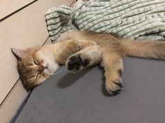 -猫大福·Fortune Cat猫舍(百子湾店)