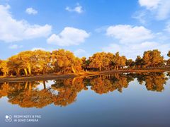 -金塔沙漠胡杨林景区