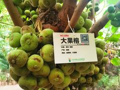 -呀路古热带植物园
