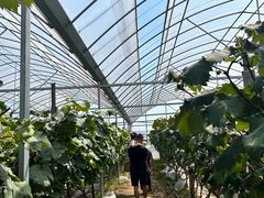 -马陆小张葡萄园农家乐