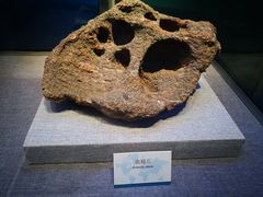 -烟台自然博物馆