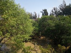 -宝安西湾红树林湿地公园