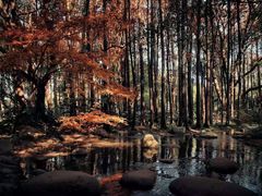 -上海共青森林公园