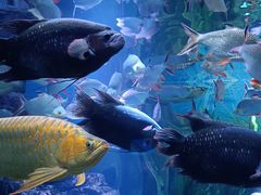 -上海海洋水族馆