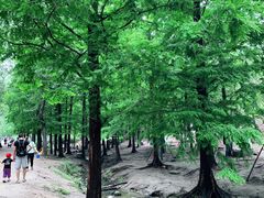 -白水寺森林公园
