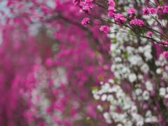 -贵阳市花溪国家城市湿地公园