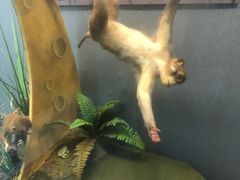-昆明动物博物馆