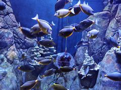 -成都浩海立方海洋公园