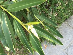 -鹅銮鼻公园