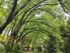 -上海佘山国家森林公园天马山园