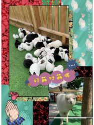 -萌宠亲子动物乐园(槐房万达店)