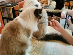 -豆逗聊愈猫阁Easy Life
